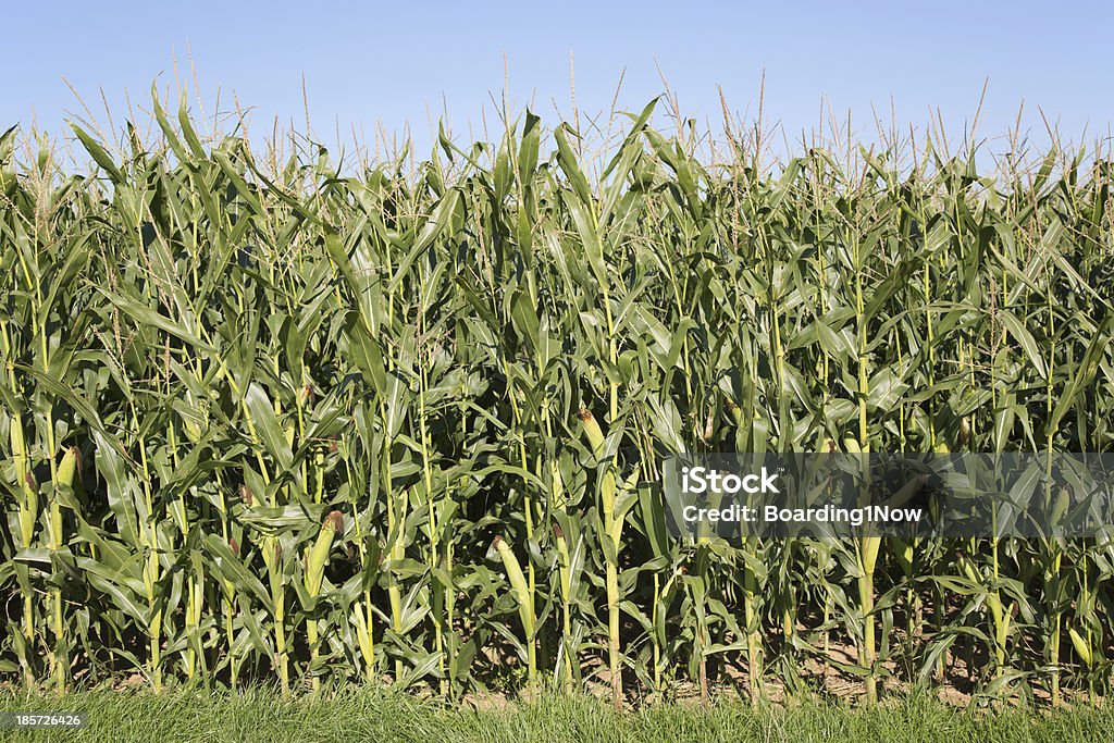 Campo di grano in estate prima vendemmia - Foto stock royalty-free di Agricoltura