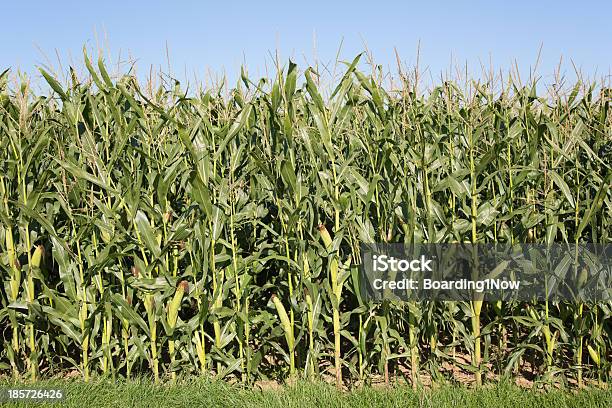 Кукурузное Поле Летом До Уборки — стоковые фотографии и другие картинки Без людей - Без людей, Горизонтальный, Зерновые
