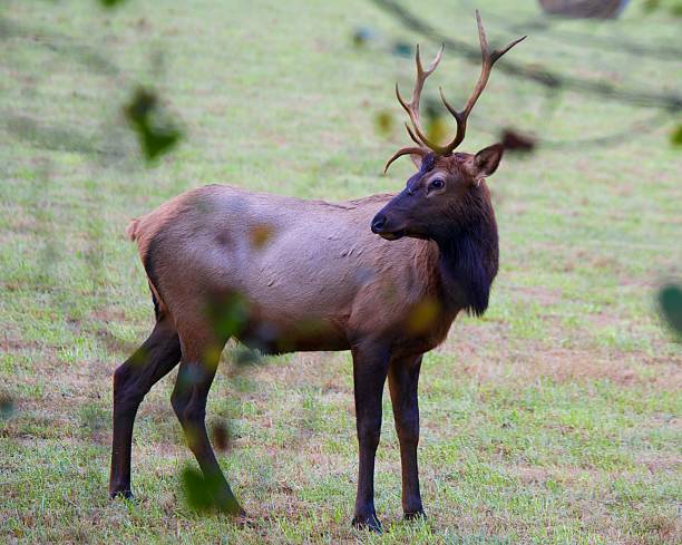 Elk stock photo