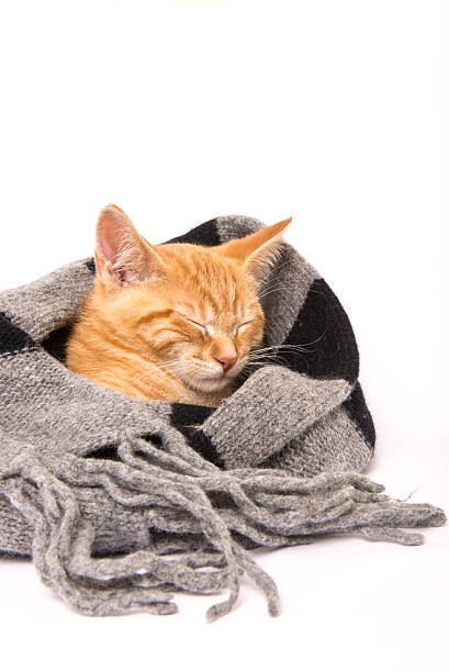 Vermelho Gato de criança dormir rodeada por um cachecol - fotografia de stock