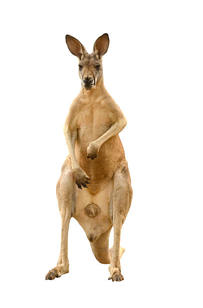 istock Mature brown kangaroo stood on its hind legs 185726949