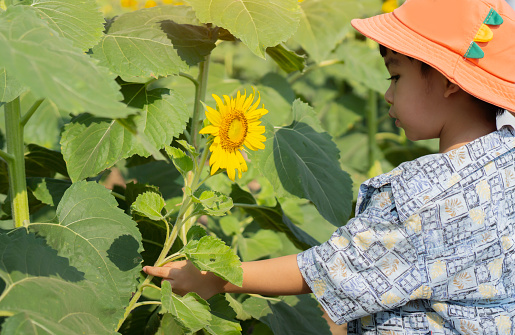 Side view of cute Asian child with sunflower in summer field. Kid exploring nature. Baby having fun. Summer activity for inquisitive children.