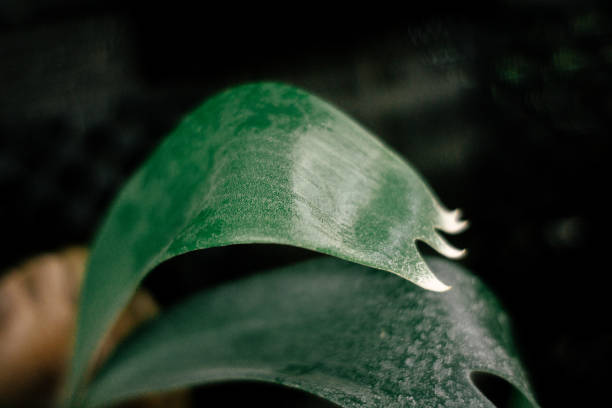 The curvature of the newly growing fronds of Platycerium bifurcatum or staghorn fern The curvature of the newly growing fronds of Platycerium bifurcatum or staghorn fern platycerium bifurcatum stock pictures, royalty-free photos & images