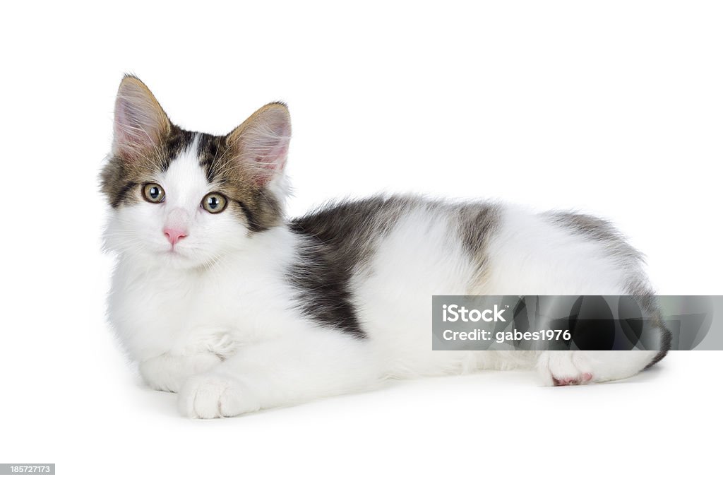 Um lindo Filhote de Gato em um fundo branco. - Royalty-free Animal Foto de stock