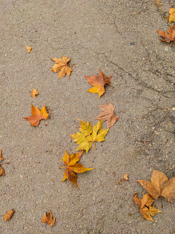 Dry leaves on the ground
