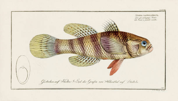 istock Vintage Fish Illustration. 18th Century German Fish Art 1857273450