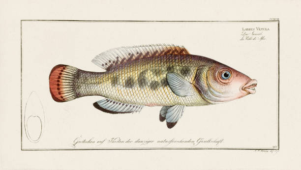 istock Vintage Fish Illustration. 18th Century German Fish Art 1857273458