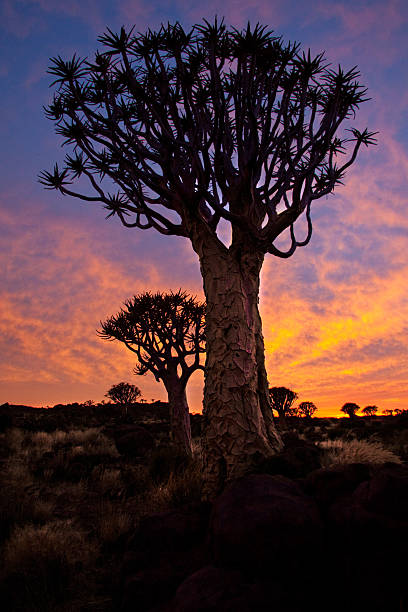 Quivertree Sunset Quivertree Sunset tree hyrax stock pictures, royalty-free photos & images