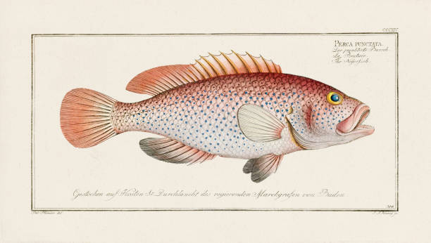 istock Vintage Fish Illustration. 18th Century German Fish Art 1857273987