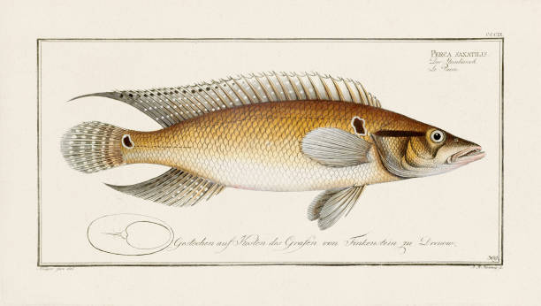 Vintage fish illustration created during the 18th century. This exquisite and colorful zoological plate is extracted from an old German ichthyology book.