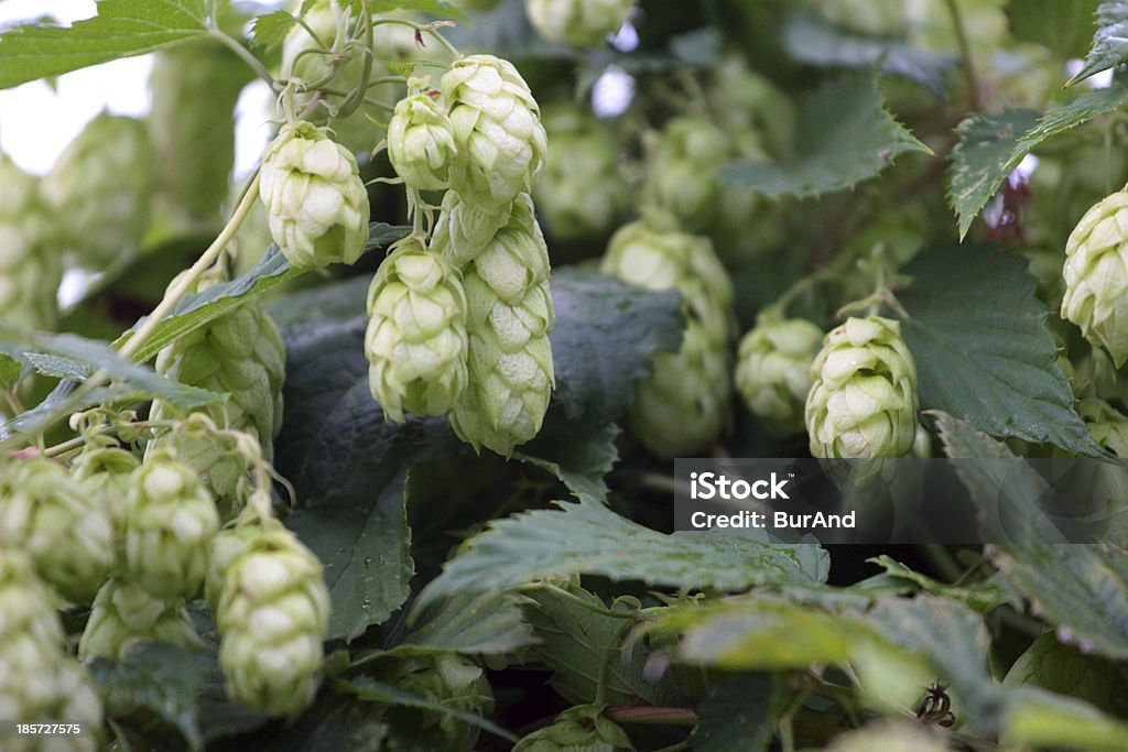 Humulus lupulus - Royalty-free Agricultura Foto de stock