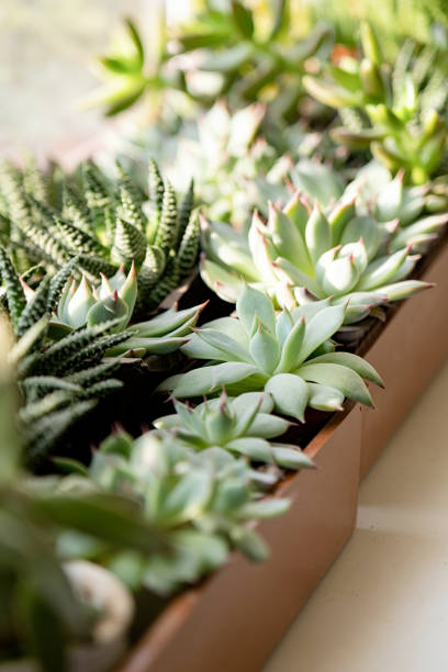 istock many beautiful Succulent plants top view 1857276638