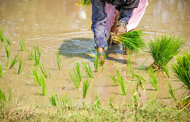 istock Planting Rice Paddies 185727977