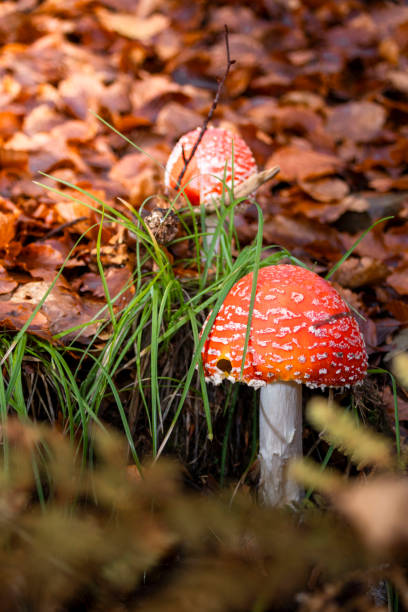 istock Amanita muscaria 1857295863