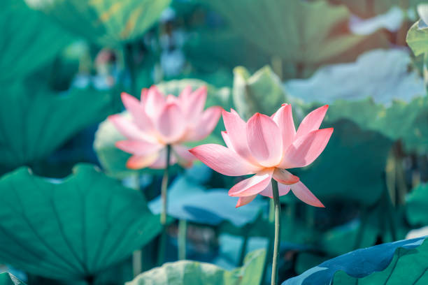 istock Pink lotus flowers among green leaves 1857299547