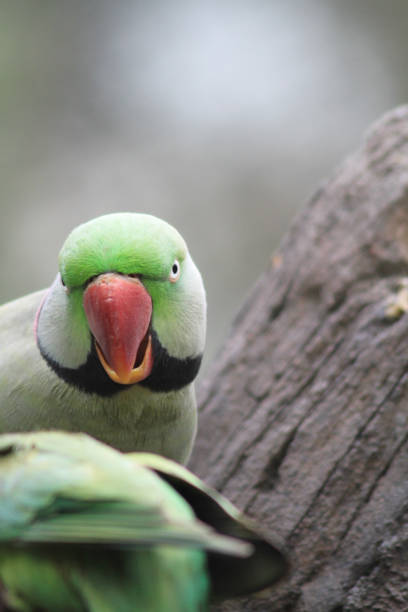 istock the Beautiful bright green pearl parrots, Psittacula krameri 1857305099