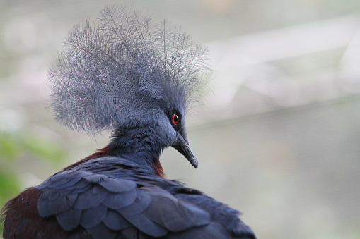 Victoria Crowned Pigeon. Exotic Bird Goura Victoria