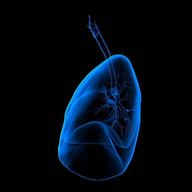 istock 3D medical illustration - lungs side view 185731007