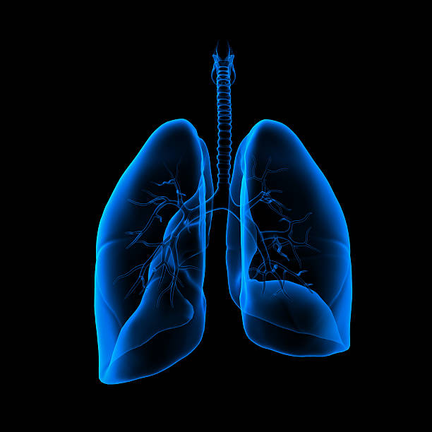 istock 3D medical illustration - lungs back view 185731012