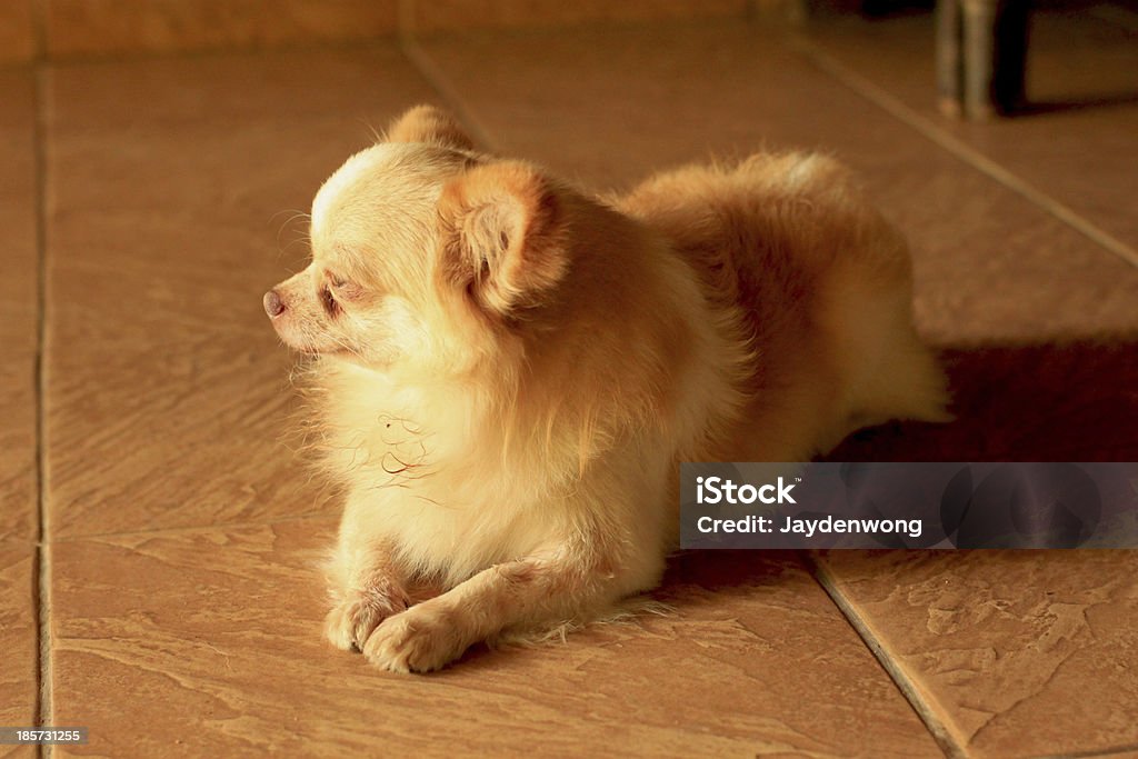 Chihuahua Lying - Foto de stock de Acostado libre de derechos