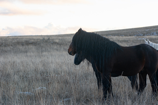 A wild horses stands out in a herd on the abundant mountain pasture during the winter sunset