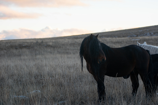 A wild horse stands out in a herd on the abundant mountain pasture during the winter sunset