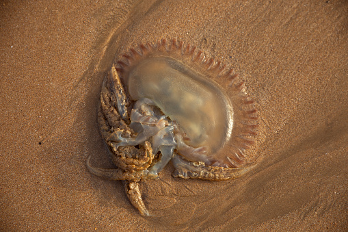 Big jellyfish in the sand