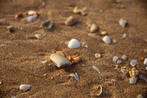 Set of beautiful seashells isolated on a white background. Summer travel concept, marine life