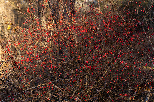 Red winter berries in Grampian, Pa. USA