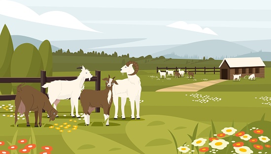 Goat farm. Farm with dairy animals, cottage with baby male and female goats, organic farm for dairy milk production. Vector rural farm animals landscape. Illustration of farm dairy goat