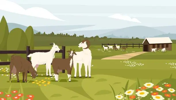 Vector illustration of Goat farm. Farm with dairy animals, cottage with baby male and female goats, organic farm for dairy milk production. Vector rural farm animals landscape