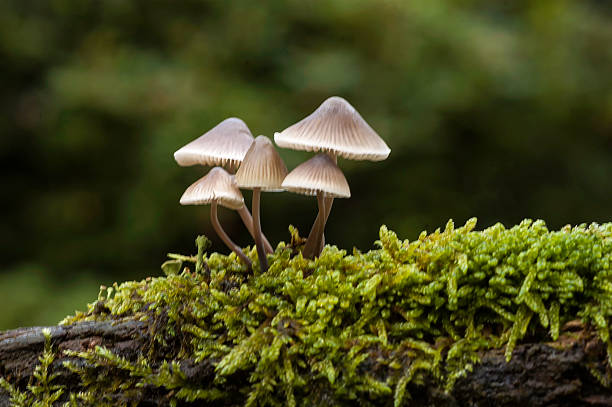 Mycena inclinata - foto de stock