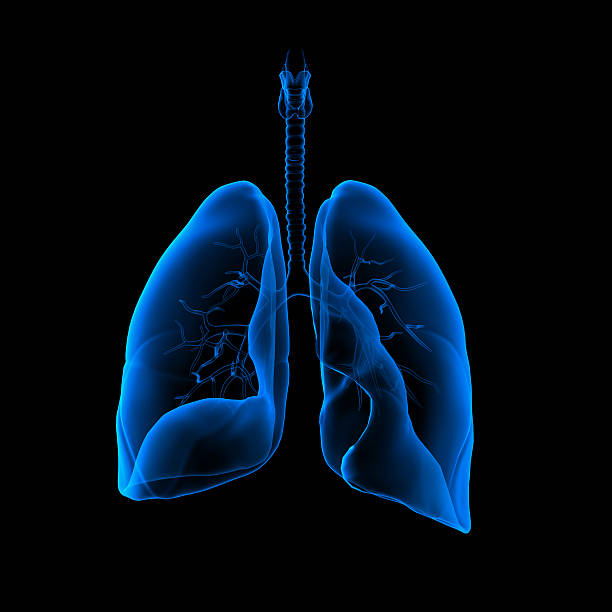 3 D medizinische illustration-Lungen Vorderseite – Foto