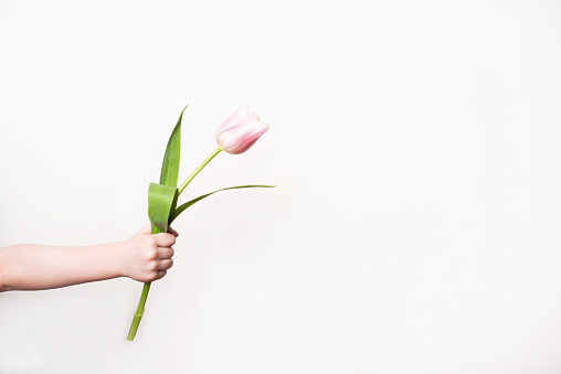 Child's hand holding a beautiful pink tulip flower on a white background. Birthday, mother's or valentine's day gift. Copy space