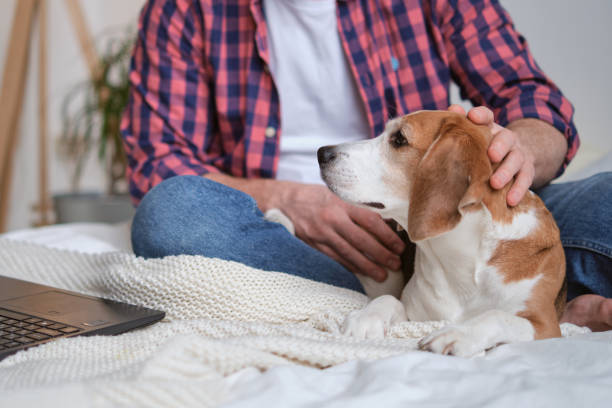 istock Beagle assists his human in working from home. Canine collaboration concept. How pets can contribute to a better work environment 1857352515