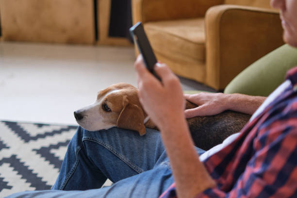 istock Stay connected while spending quality time with your furry friend: a man enjoys scrolling through his phone while his Beagle snuggles up next to him on the couch. 1857352538