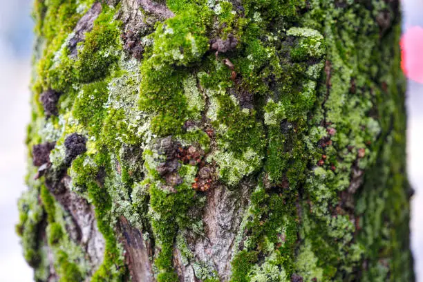 Close-up of tree trunk with moss covered bark on a cloudy autumn day a Swiss City of Zürich. Photo taken December 13th, 2023, Zurich, Switzerland.