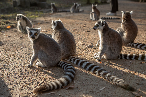Lemurs at the safari park