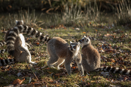 The ring-tailed lemur in its natural environment