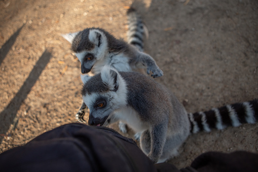 Group od adult and young ring-tailed lemur outdoors. Horizontally.