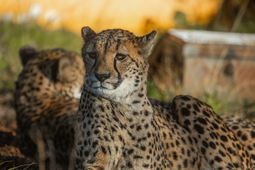 Cheetahs at the safari park