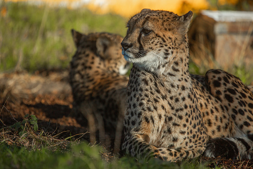 African Cheetah near Otjiwarongo at Otjozondjupa Region, Namibia