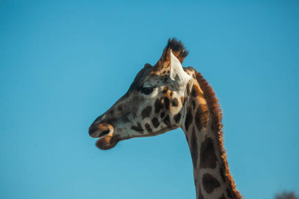 istock Giraffes at the safari park 1857353391