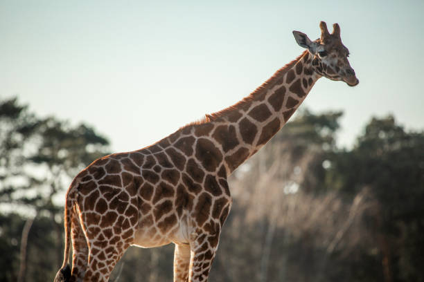 giraffes in savanna against the blue sky