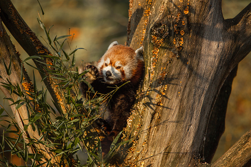 Red panda at the safari park