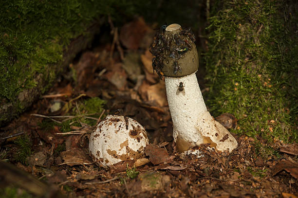 Stinkhorn-Phallus impudicus - foto de stock