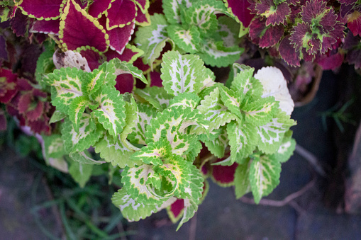 Coleus decurrens, a variant of the Coleus genus, showcases a captivating display of exquisite and vibrant flowers that adorn its lush foliage, creating a stunning visual tapestry of colors and shapes.