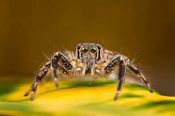 istock Plexippus Paykulli Male jumping spider 185735401