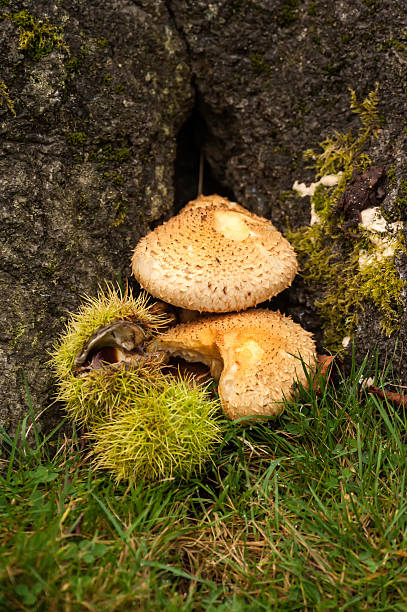 Pholiota squarrosa - foto de stock