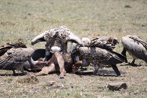 istock Vultures Feeding on the Carcus of a dead wildebeest 185735754